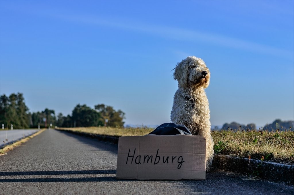 hamburg_hitcher.jpg?1578578072