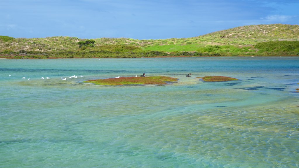 Griffiths Island Lighthouse presenterar en hamn eller havsbukt