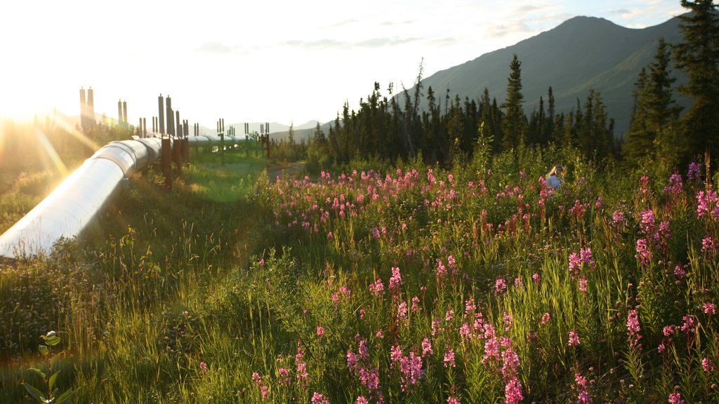 Valdez featuring mountains, forest scenes and flowers