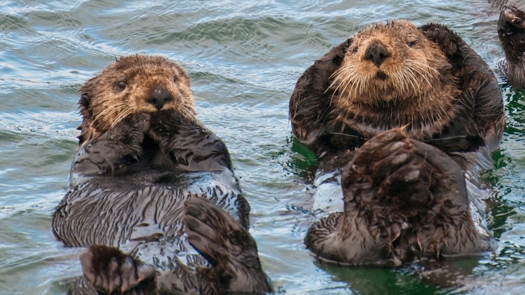 Sitka mettant en vedette vie marine