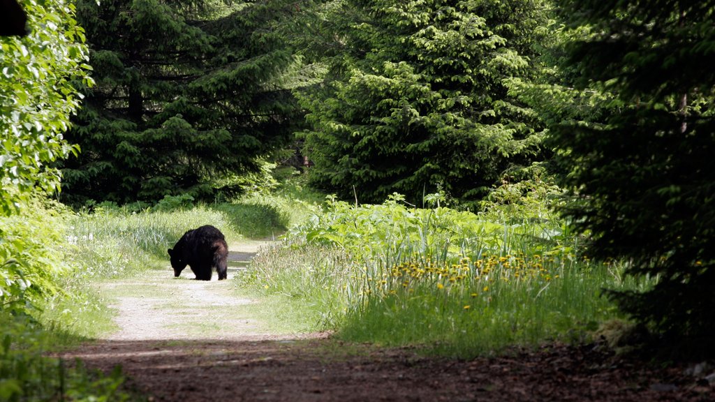 Glacier Bay National Park which includes land animals and forest scenes