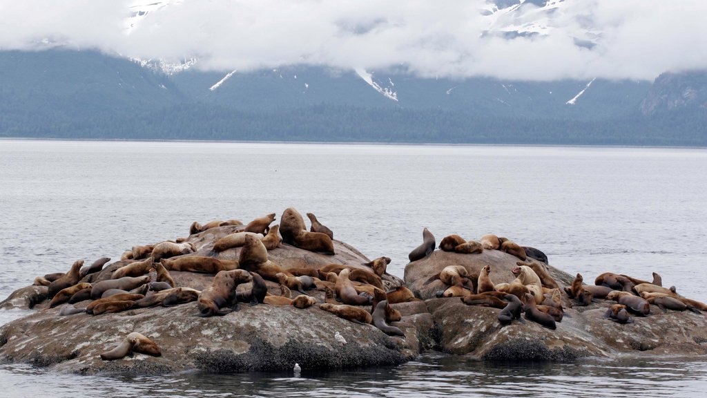 Glacier Bay National Park que incluye una bahía o puerto, vida marina y costa escarpada