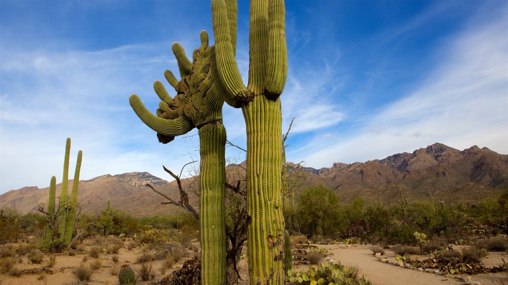 Coronado National Forest featuring mountains and desert views