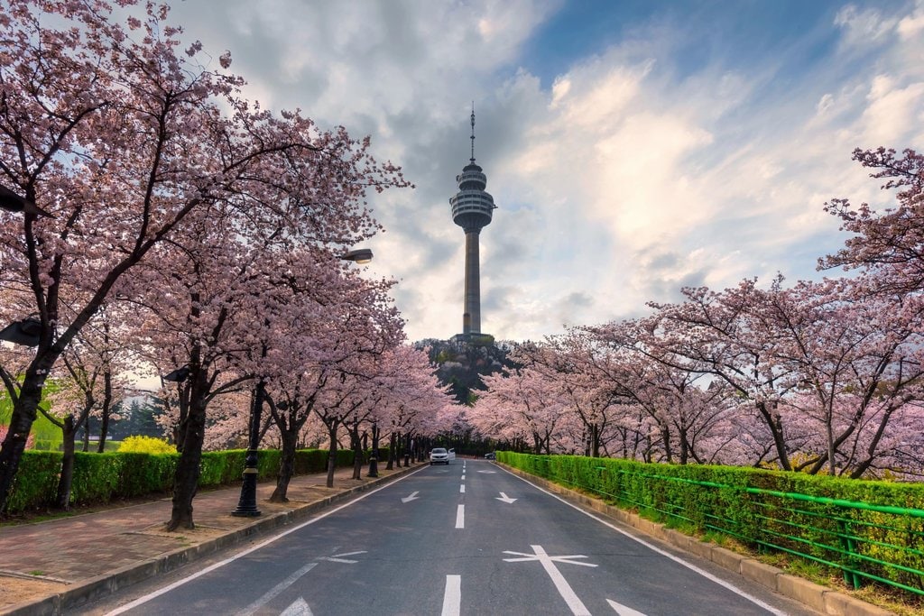 cherry-blossoms-daegu-korea.jpg?1579165422