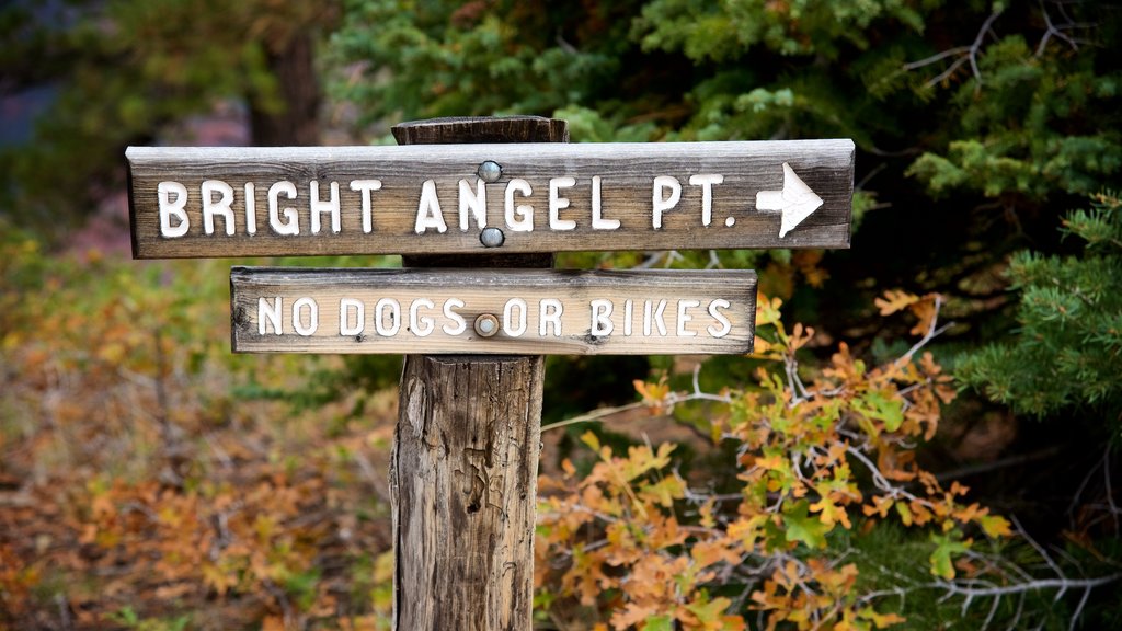 Bright Angel Trailhead featuring forest scenes and signage