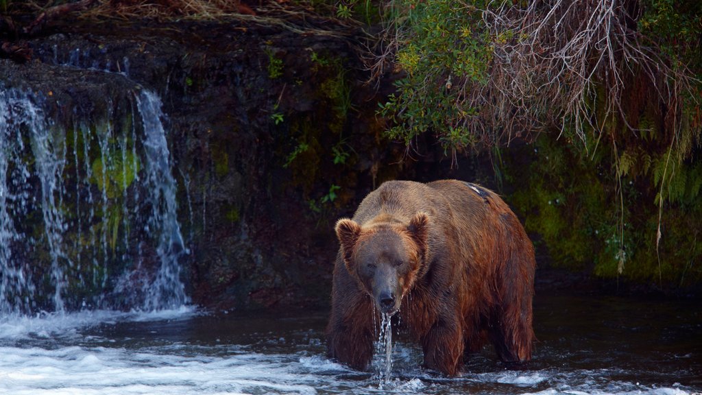 King Salmon que incluye un río o arroyo y animales terrestres