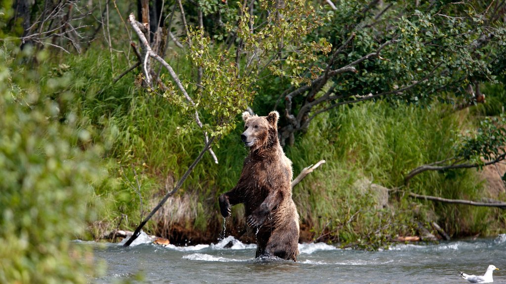 King Salmon which includes forests, a river or creek and land animals