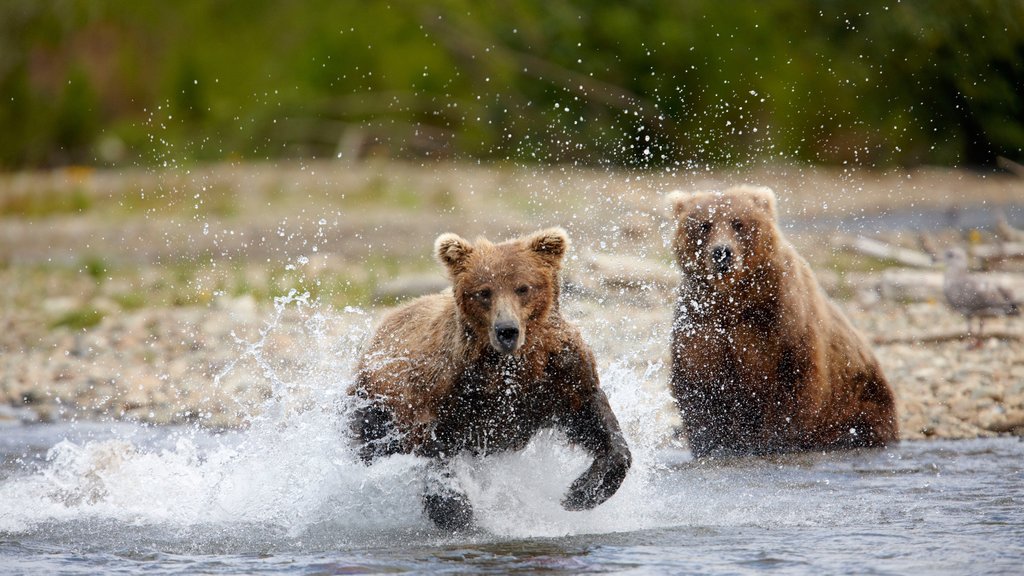 King Salmon montrant animaux terrestres et rivière ou ruisseau