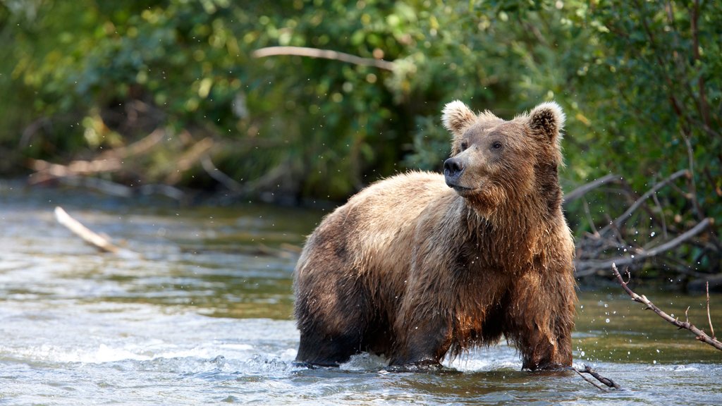 King Salmon featuring land animals and a river or creek