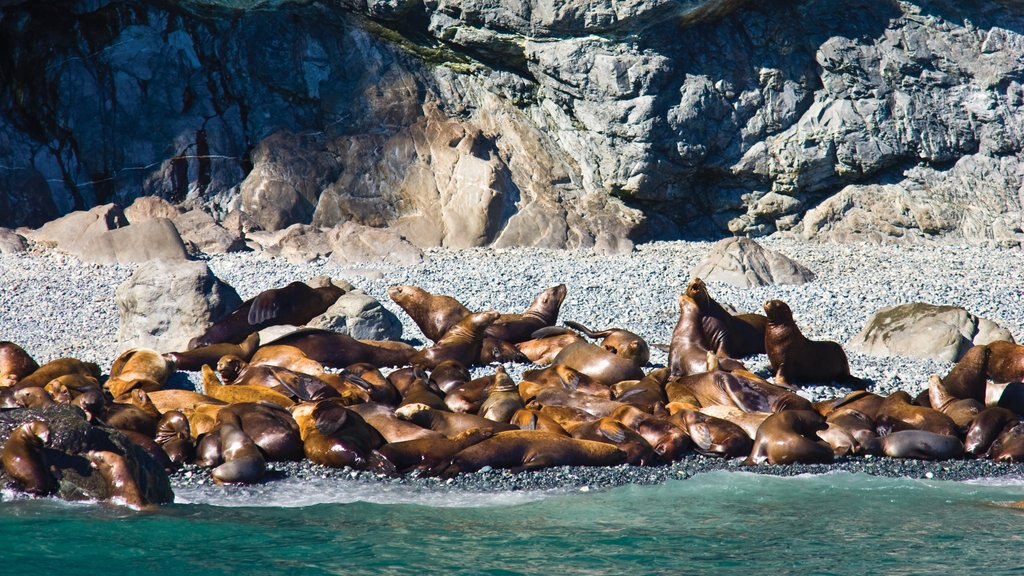 Kenai Peninsula which includes a bay or harbour, marine life and a pebble beach