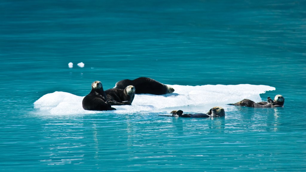 Kenai Peninsula showing a bay or harbour and marine life