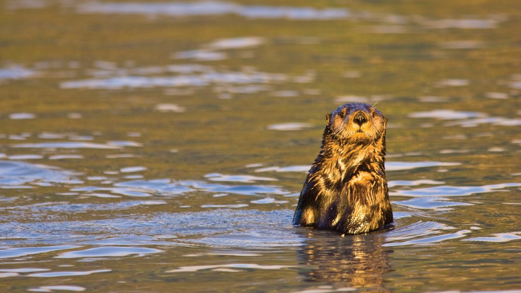 Kenai Peninsula toont een baai of haven en zeedieren