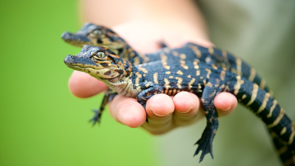 Australian Reptile Park mostrando animales