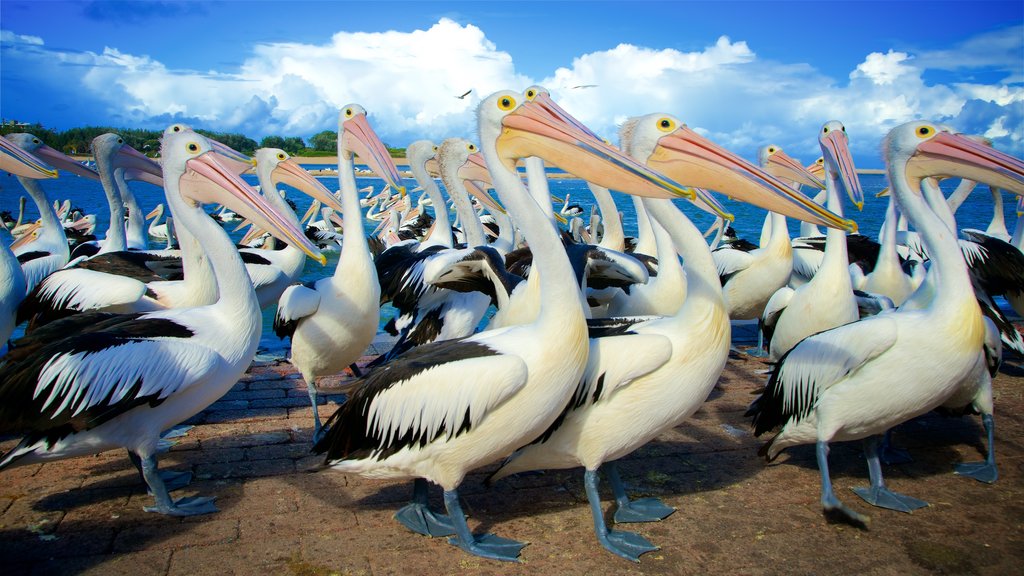 Central Coast showing bird life