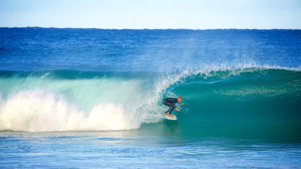 Avoca Beach que inclui ondas, uma baía ou porto e surfe