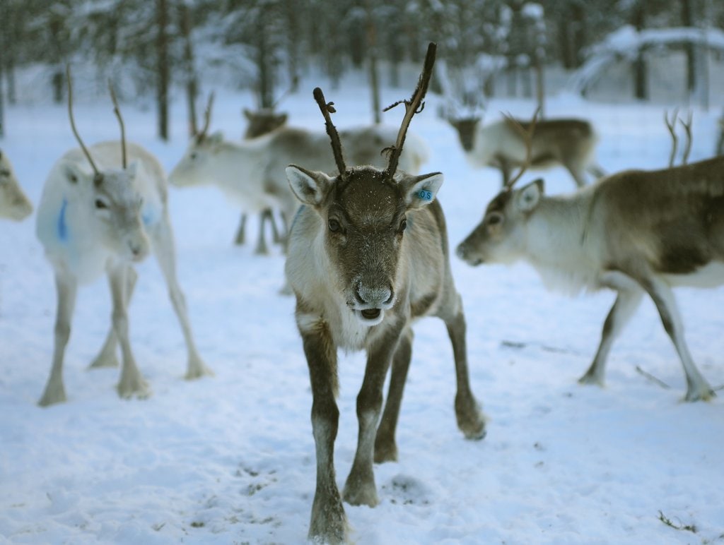 laponie_reindeer-4755829_1920.jpg?1578937539