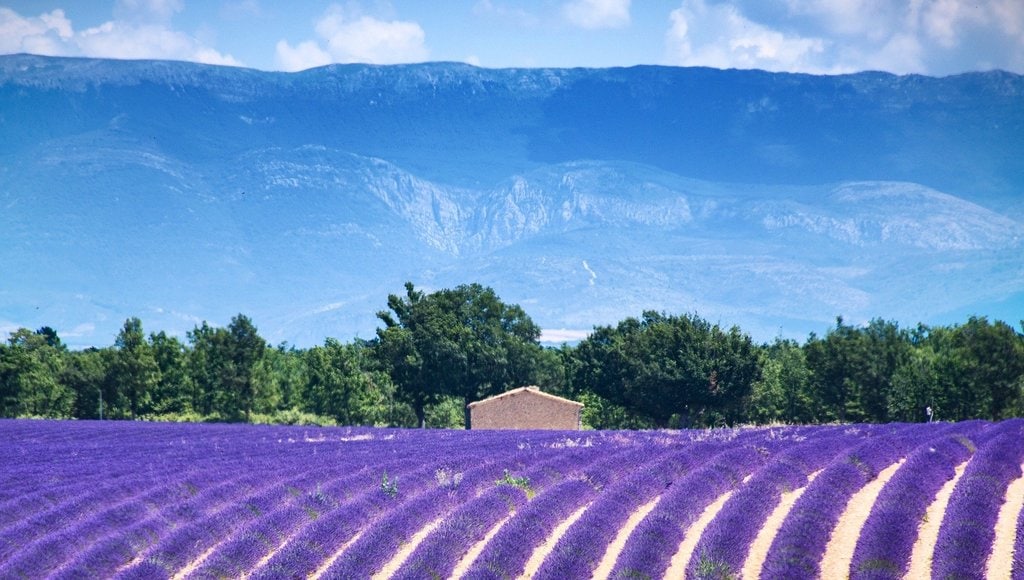 valensole-3925067_1920.jpg?1578082047