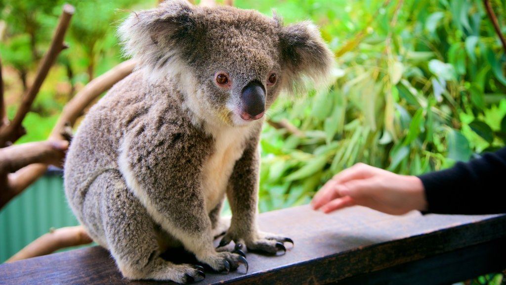 Australian Reptile Park qui includes animaux gentils ou câlins et animaux du zoo