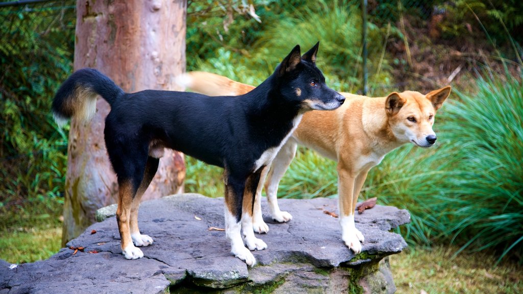 Australian Reptile Park featuring zoo animals and animals