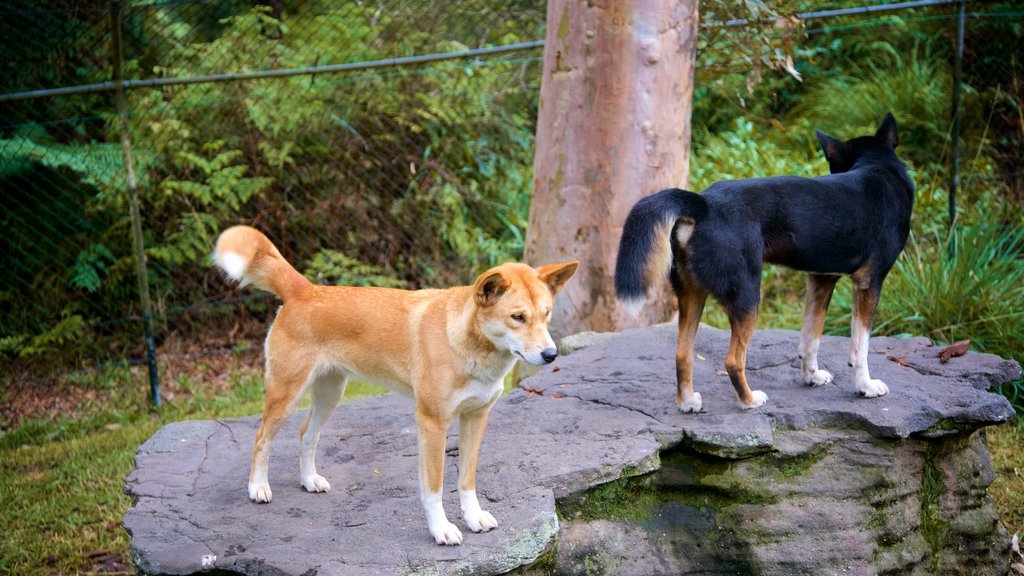 Australian Reptile Park which includes zoo animals and animals