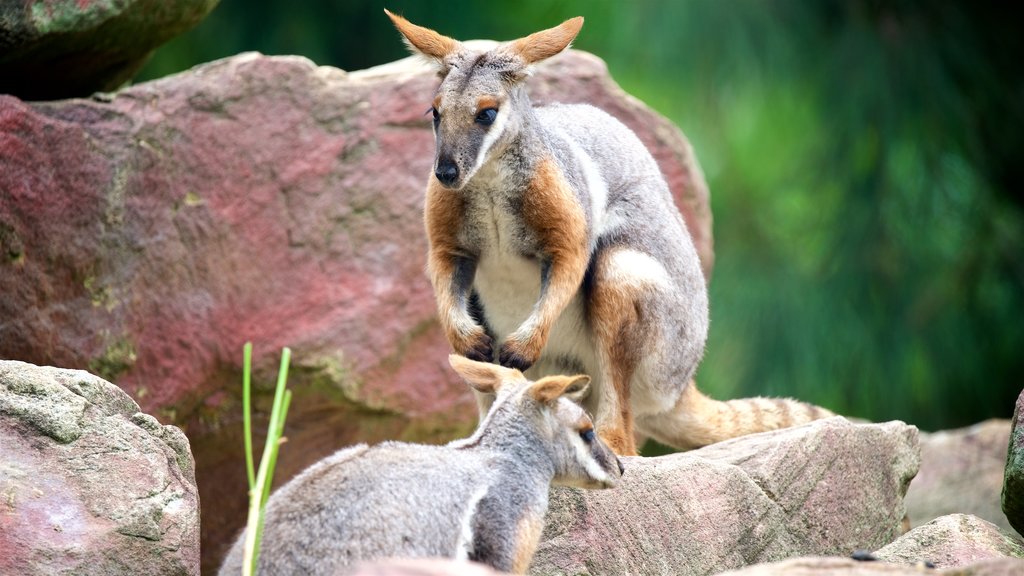 Australian Reptile Park mostrando animales del zoológico y animales tiernos