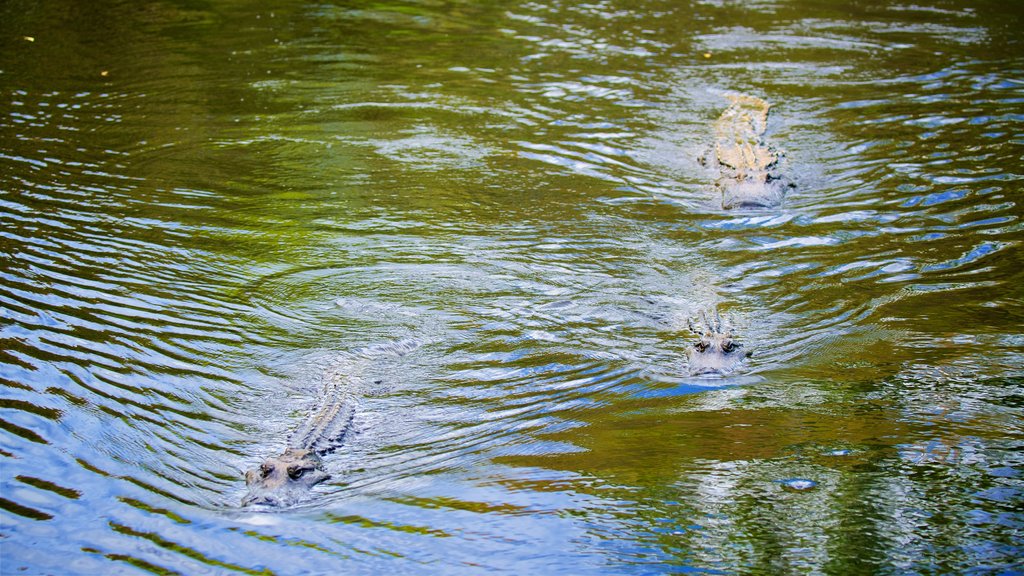 Australian Reptile Park qui includes animaux dangereux et animaux du zoo