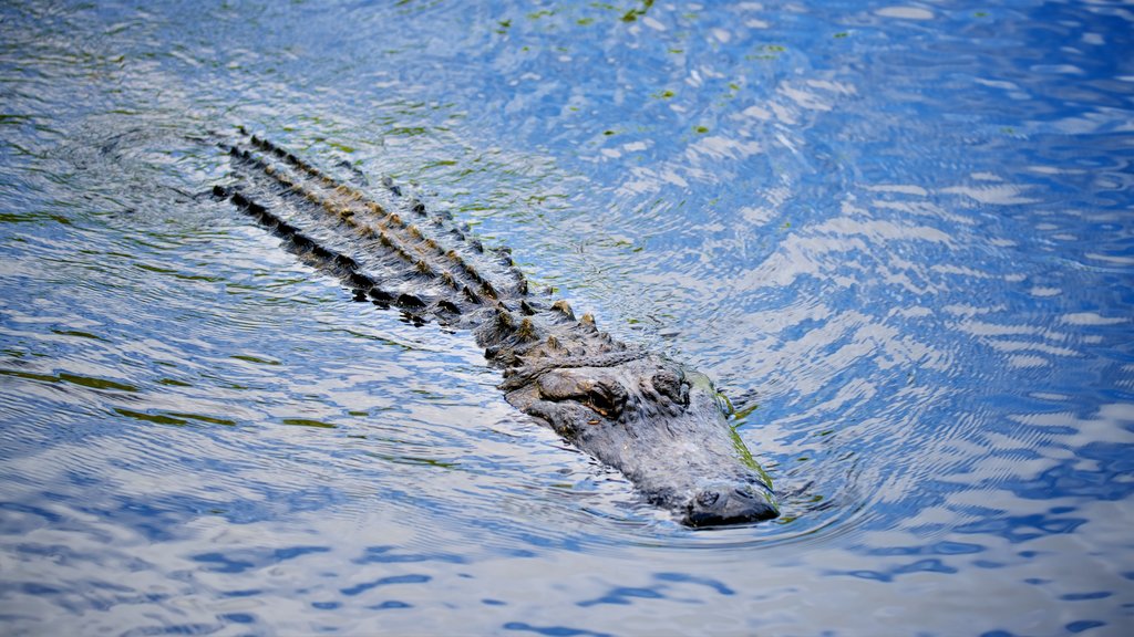 Australian Reptile Park showing dangerous animals and zoo animals