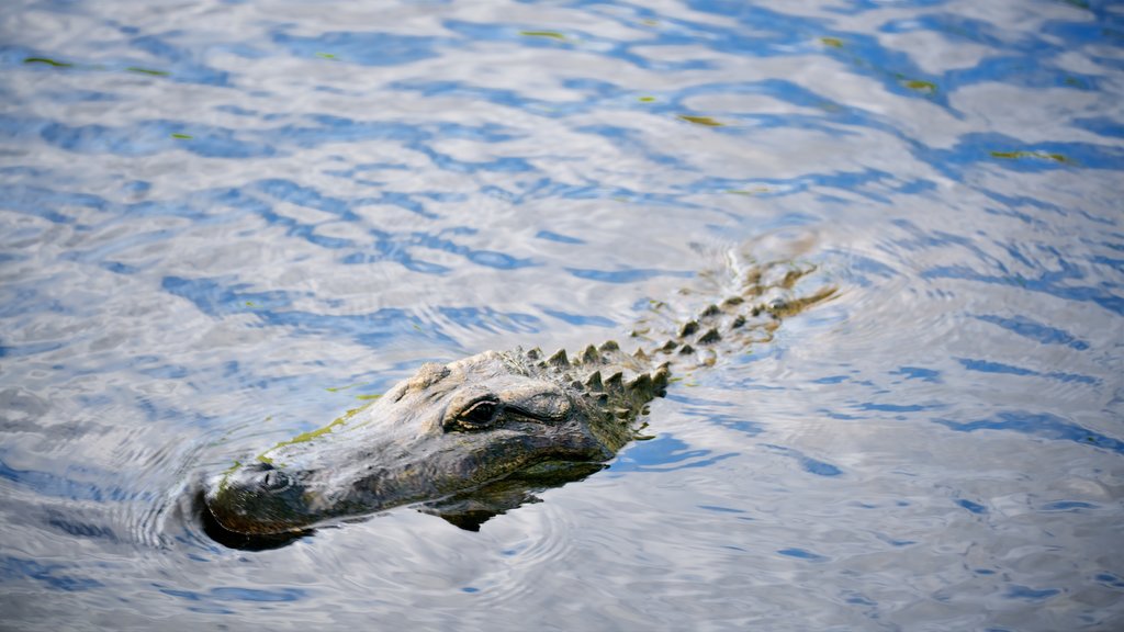 Australian Reptile Park showing dangerous animals and zoo animals