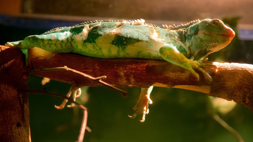 Australian Reptile Park showing animals and zoo animals