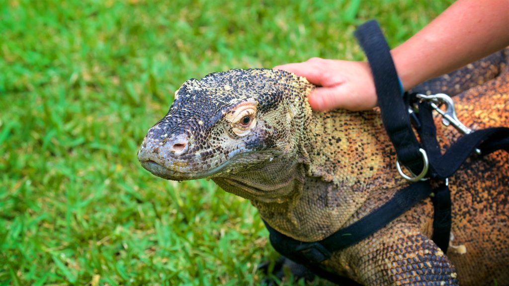 Australian Reptile Park ofreciendo animales