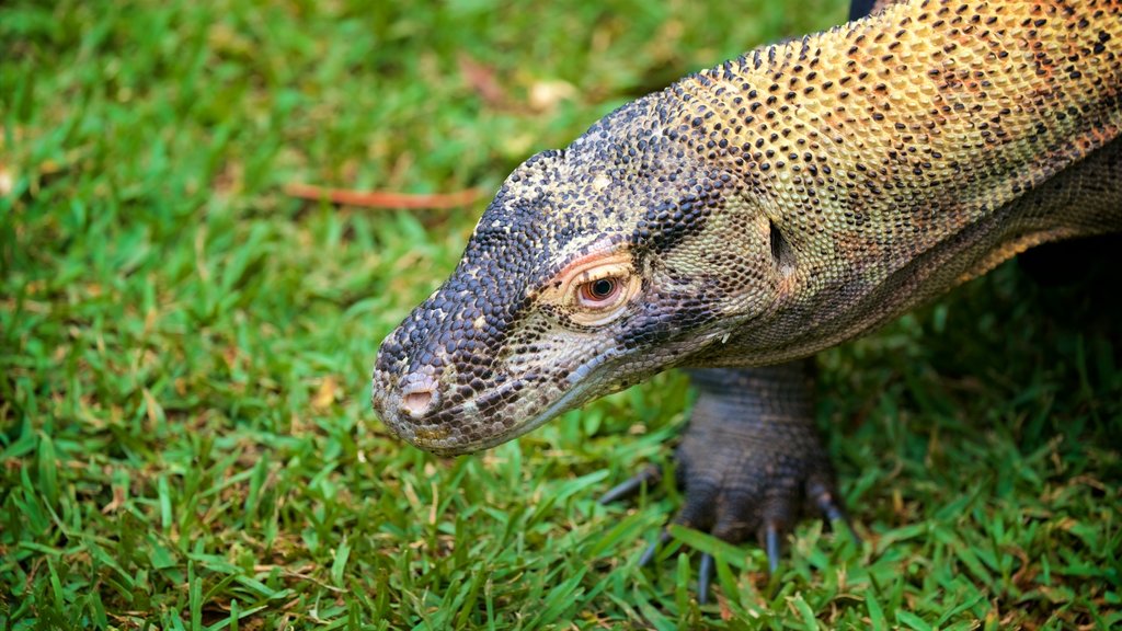 Australian Reptile Park showing animals