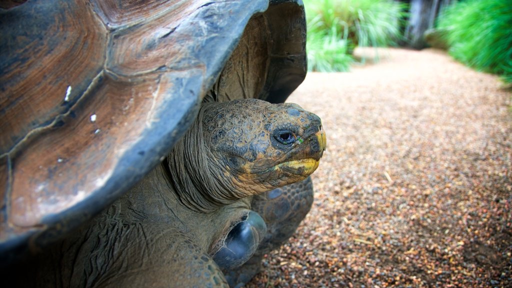 Australian Reptile Park mettant en vedette animaux