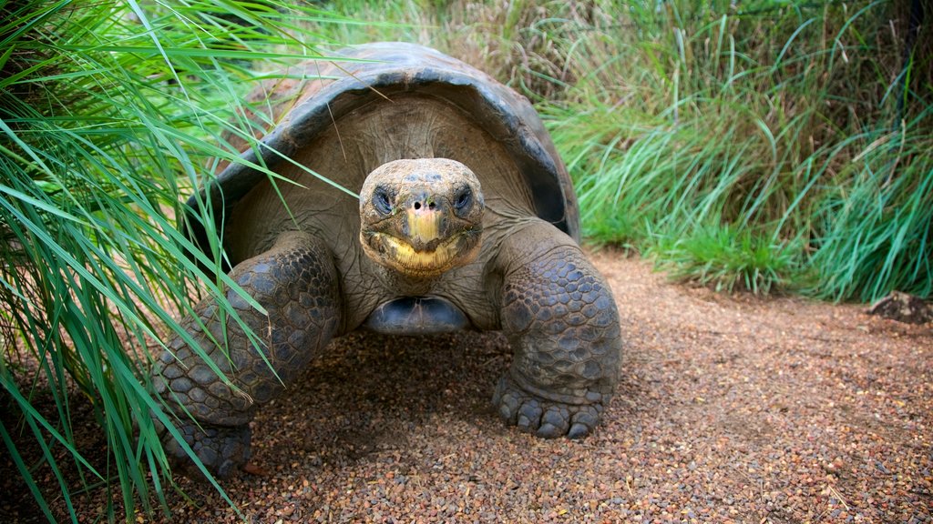 Australian Reptile Park showing animals