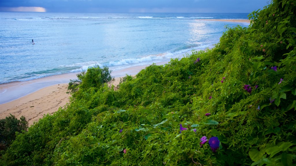 The Entrance showing a bay or harbour and a sandy beach