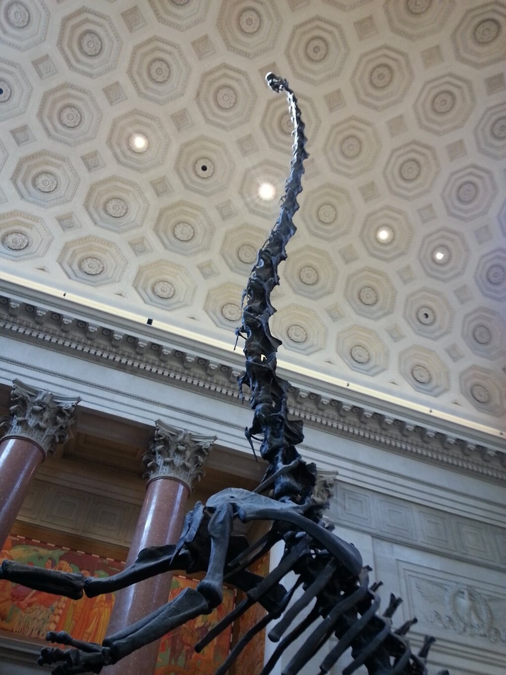 Museo_Norteamericano_de_Historia_Natural.jpg?1579701374