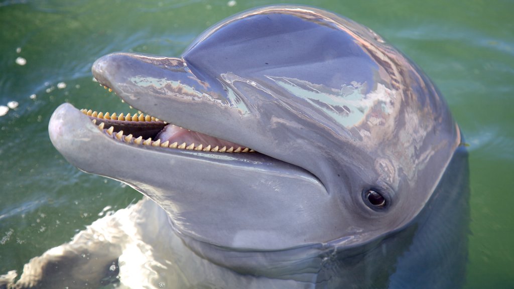 Dolphins Plus caracterizando vida marinha