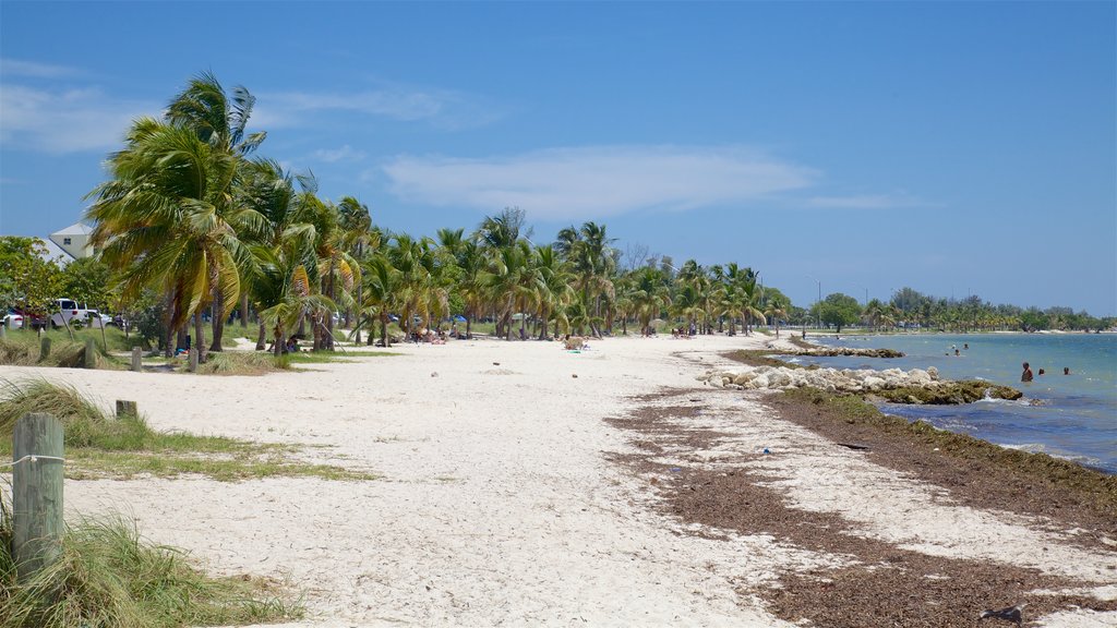 Miami showing a sandy beach