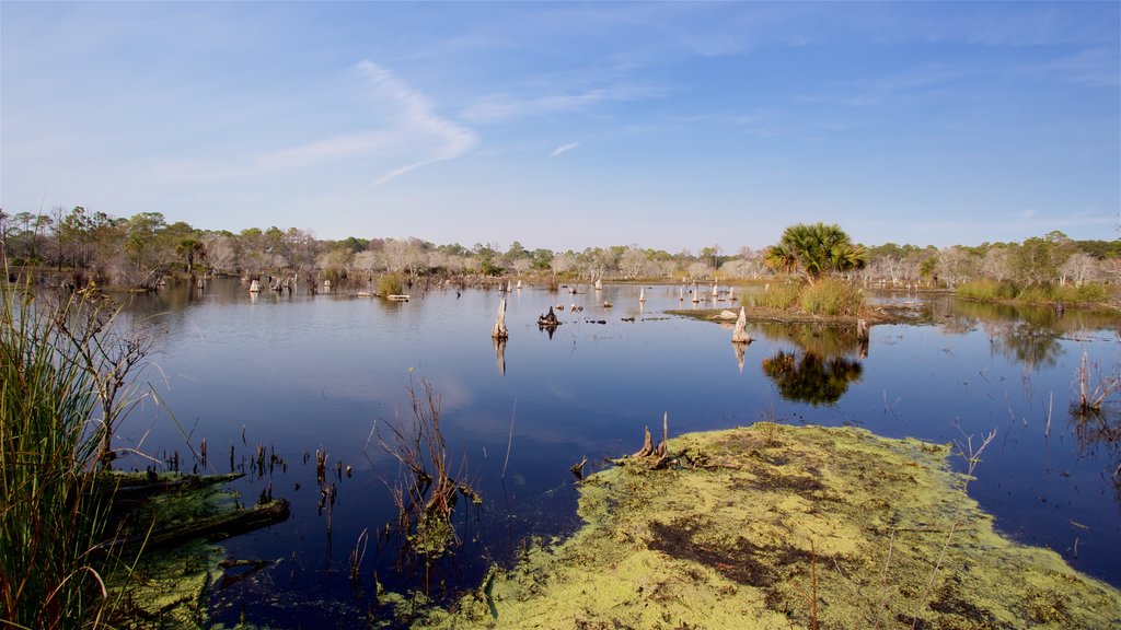 St. Andrews State Park featuring wetlands