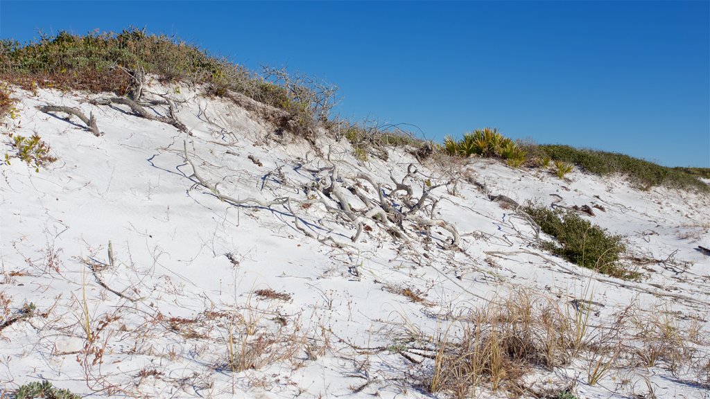 Grayton Beach State Park which includes a beach