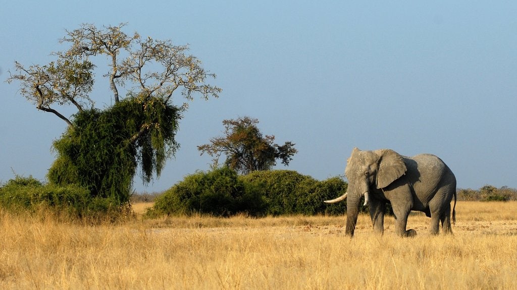 Botswana_%C3%A9l%C3%A9phant_CC0.jpg?1545666791