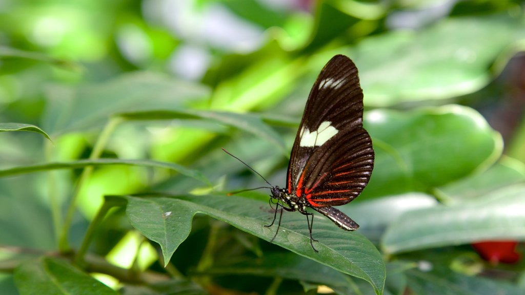 Centro de Conservación de las Mariposas y la Naturaleza de Cayo Hueso ofreciendo animales