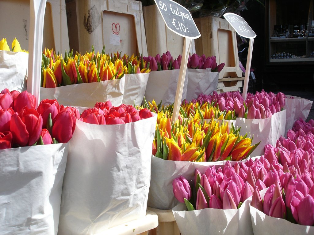 tulips.jpg?1580477760