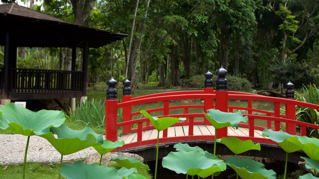 Jardín Botánico de Río de Janeiro ofreciendo un río o arroyo, un puente y un parque