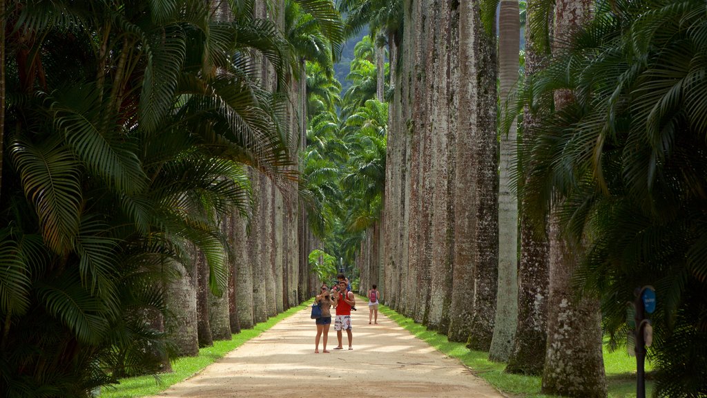 Sao Paulo Botanical Garden showing a park as well as a couple