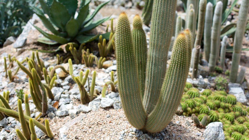 Sao Paulo Botanical Garden showing a garden and desert views