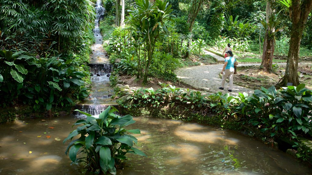 Jardín Botánico de Río de Janeiro mostrando un estanque, bosque tropical y un jardín