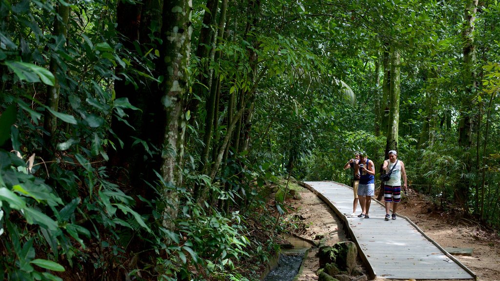 Jardín Botánico de Río de Janeiro mostrando selva y caminatas