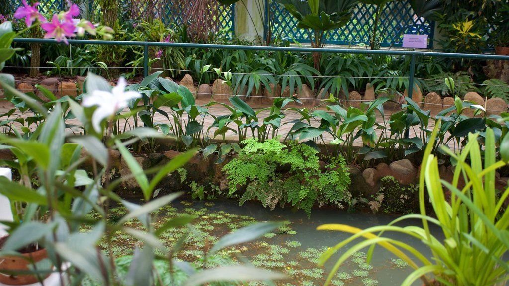 Rio de Janeiro Botanical Garden featuring a park and a pond