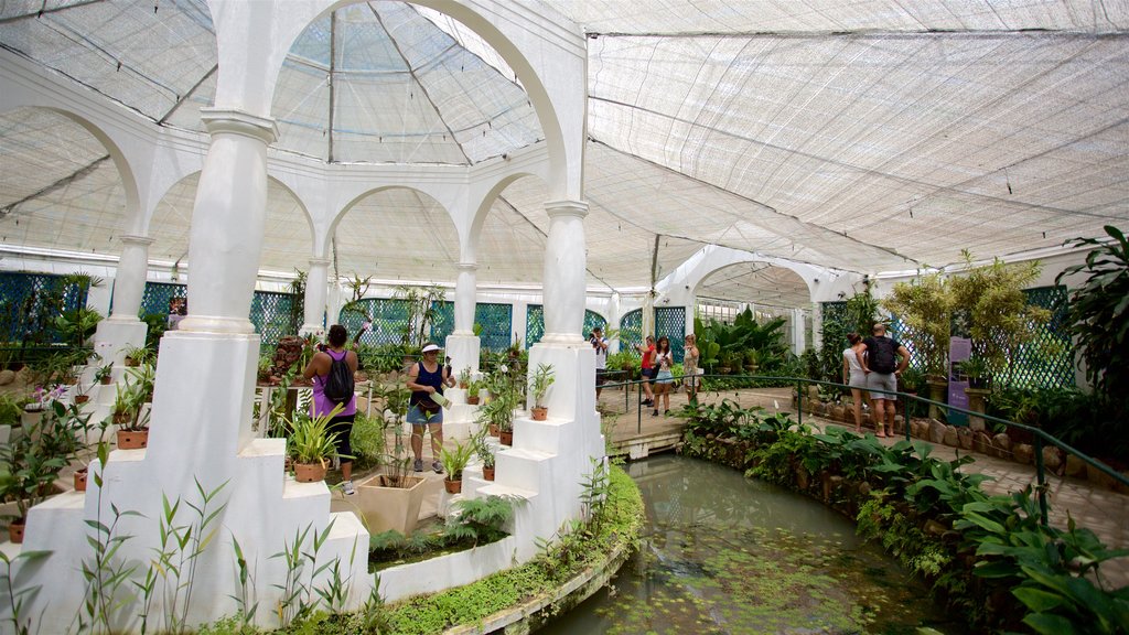 Jardín Botánico de Río de Janeiro mostrando vistas de interior, un parque y un estanque