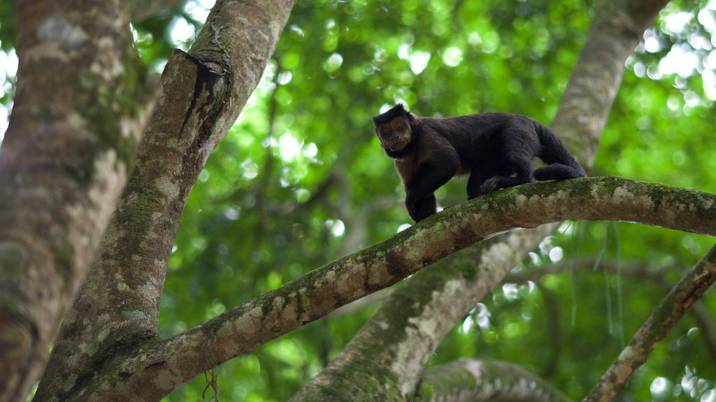 Jardín Botánico de Río de Janeiro que incluye animales domésticos